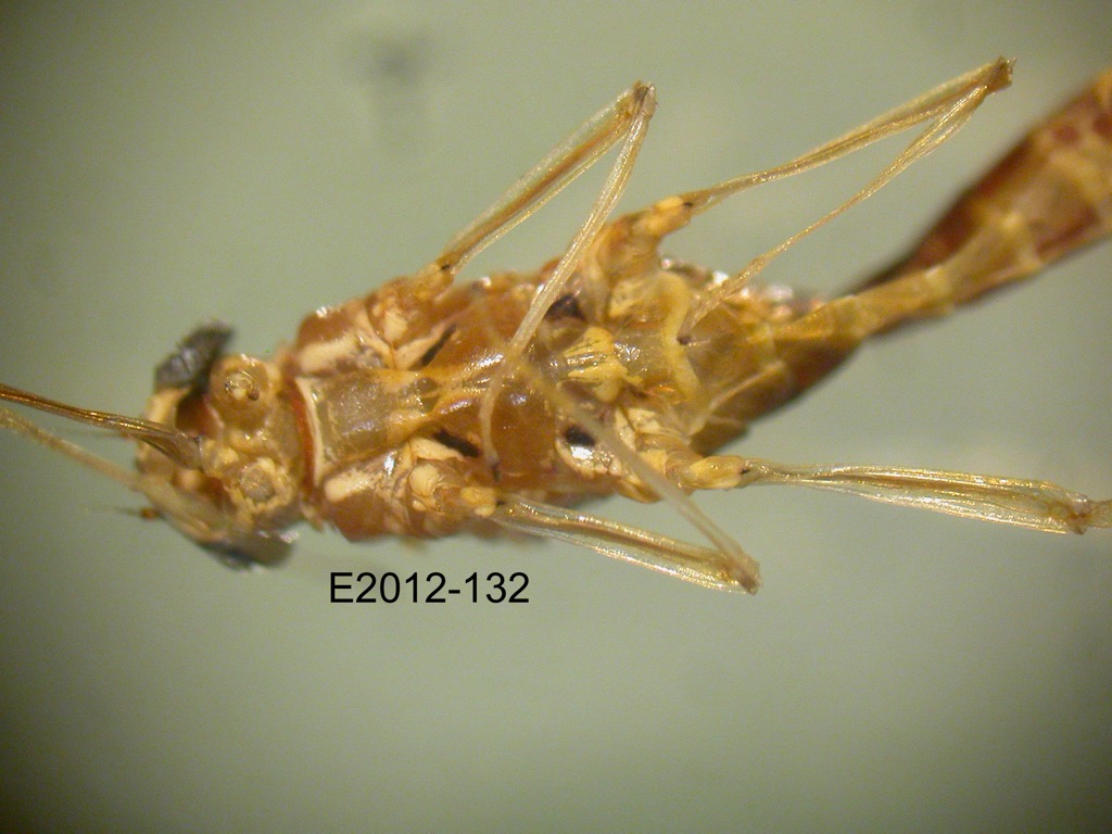 head and thorax ventral