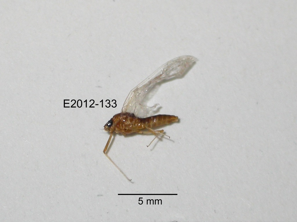lateral