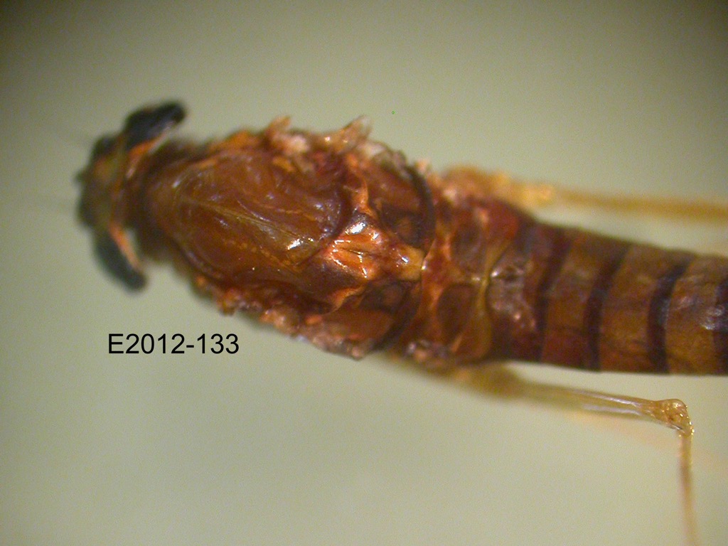 head and thorax dorsal