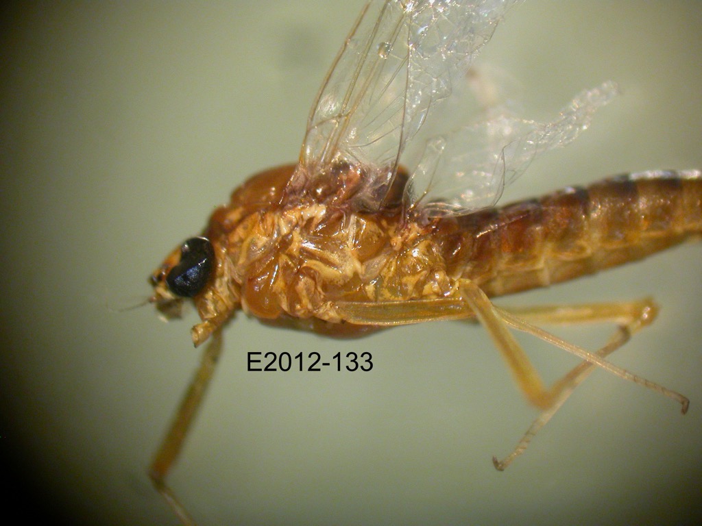 head and thorax lateral