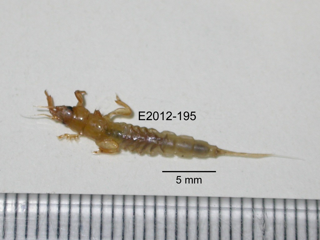 dorsal