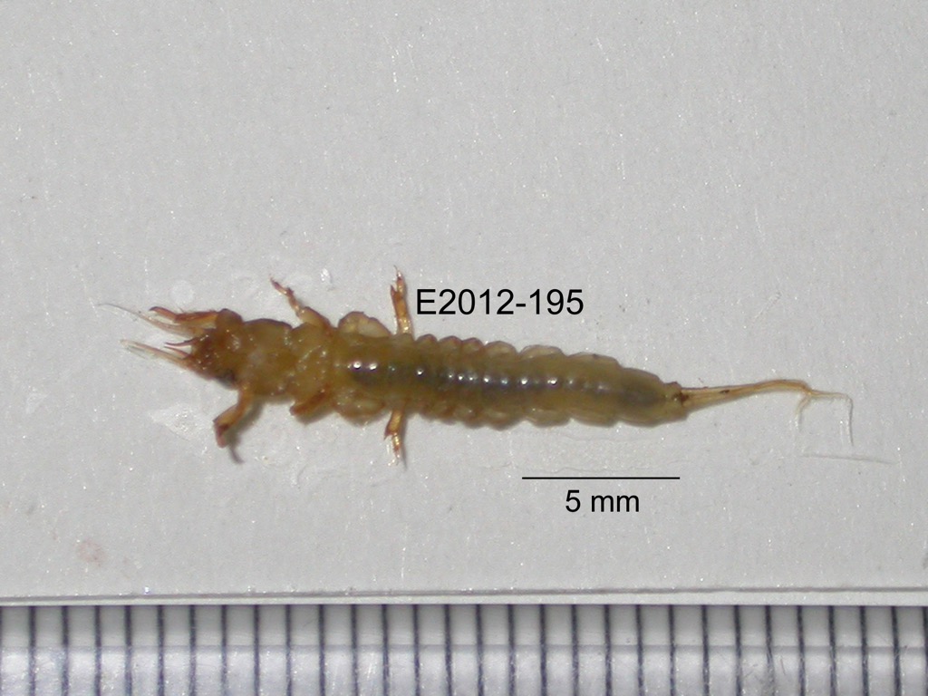 ventral