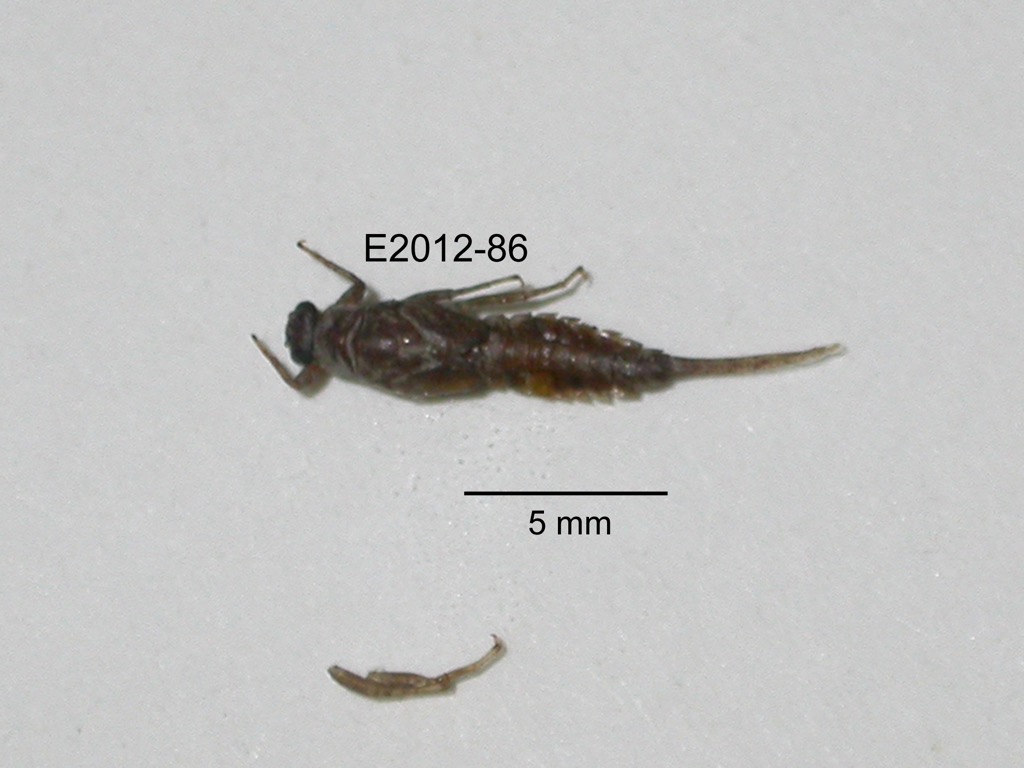 dorsal