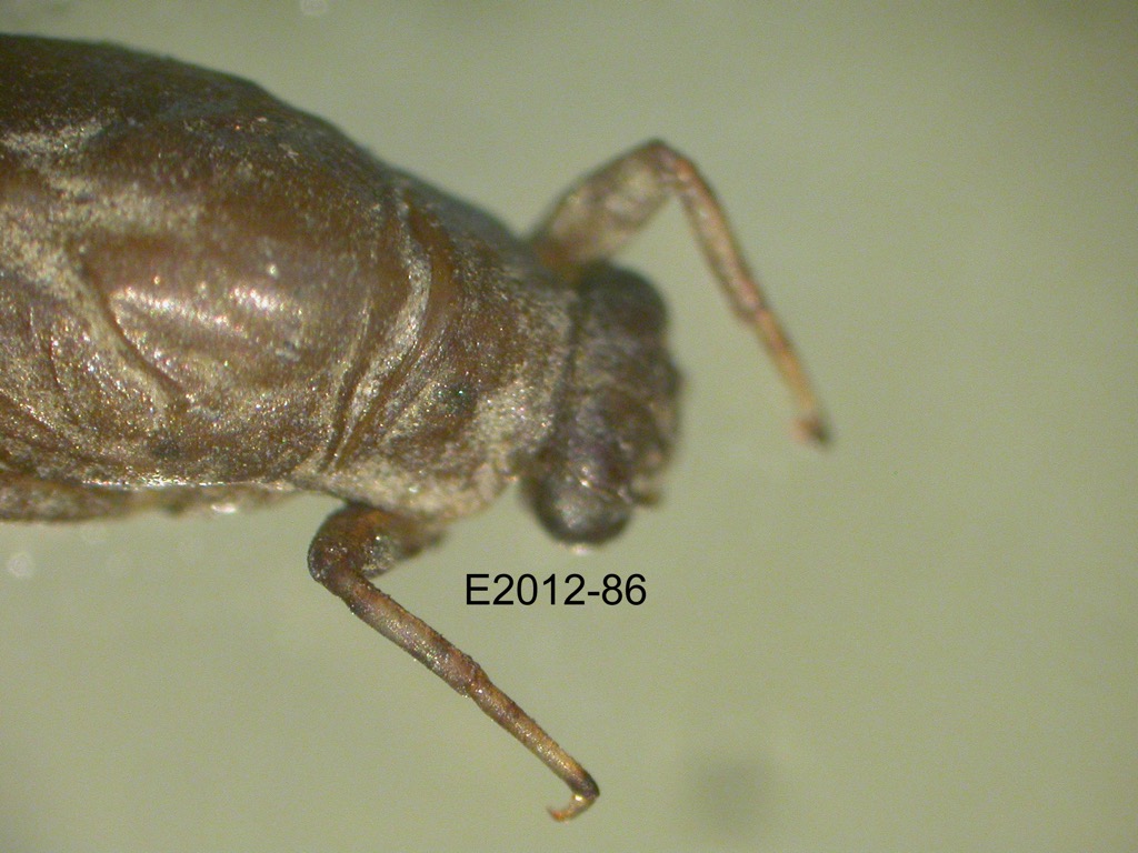 head and thorax dorsal