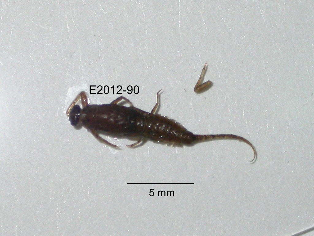dorsal