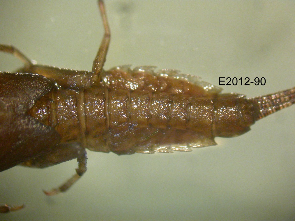abdomen dorsal