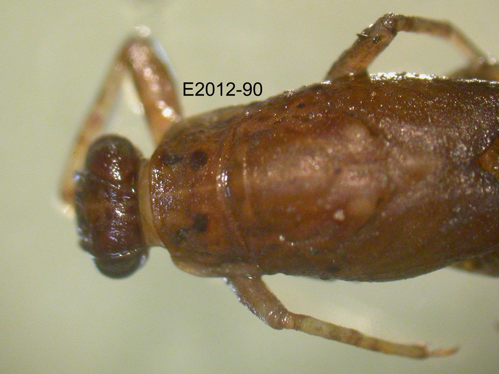 head and thorax dorsal