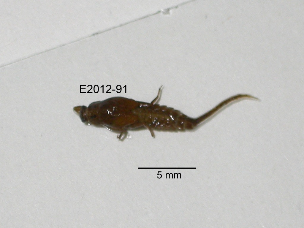 dorsal