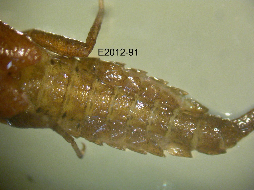 abdomen dorsal