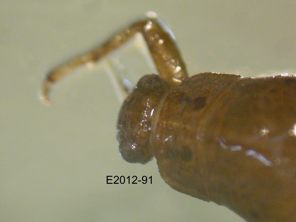 head and thorax dorsal