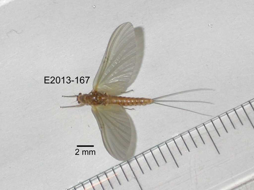 dorsal