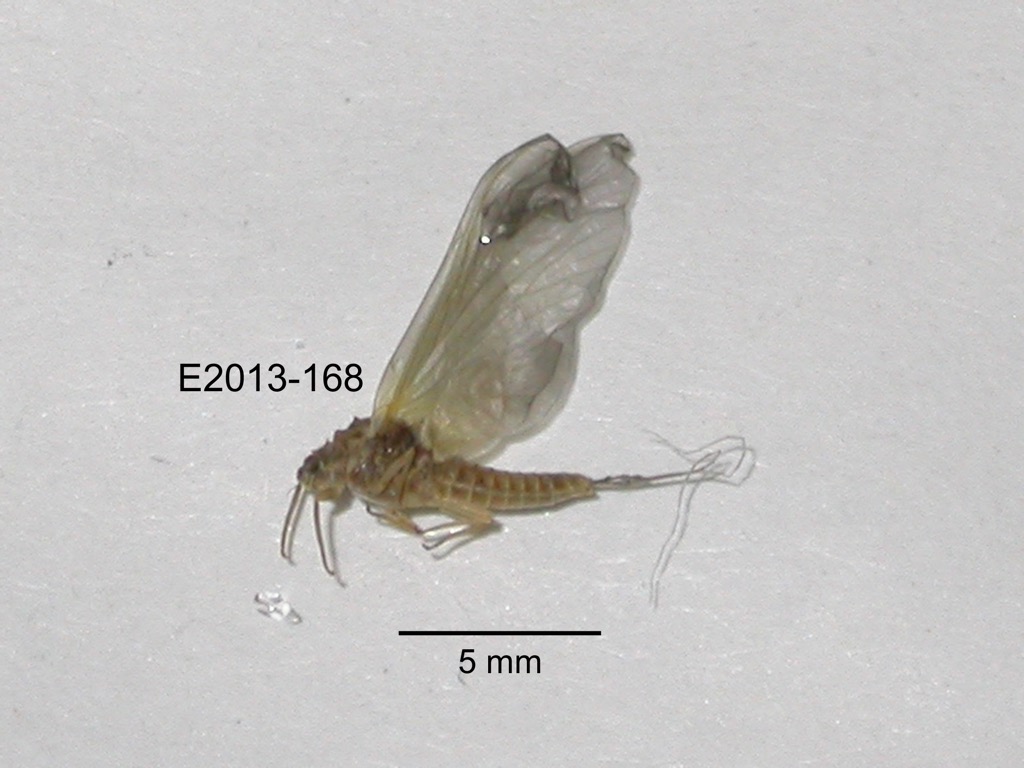 lateral