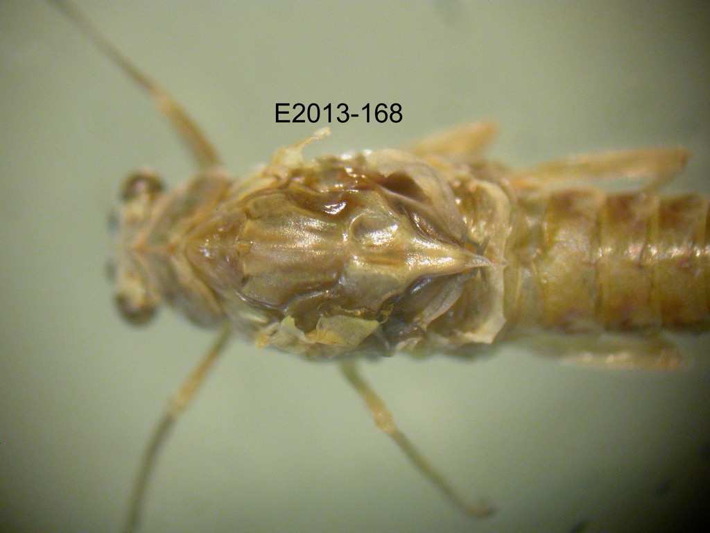 head and thorax dorsal
