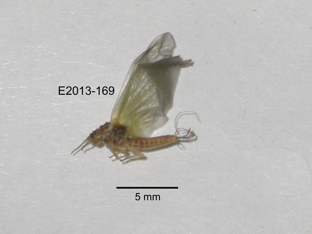 lateral