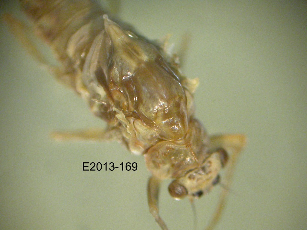 head and thorax dorsal