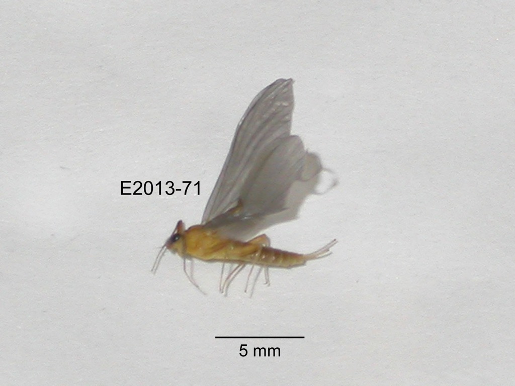 lateral
