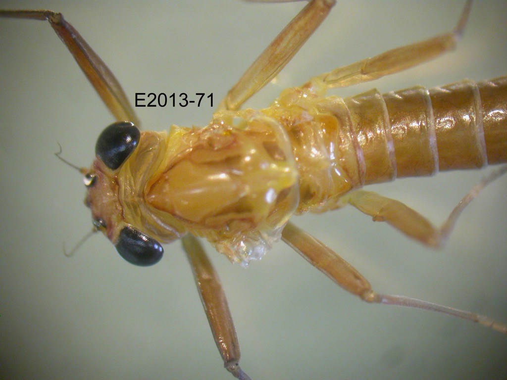 head and thorax dorsal