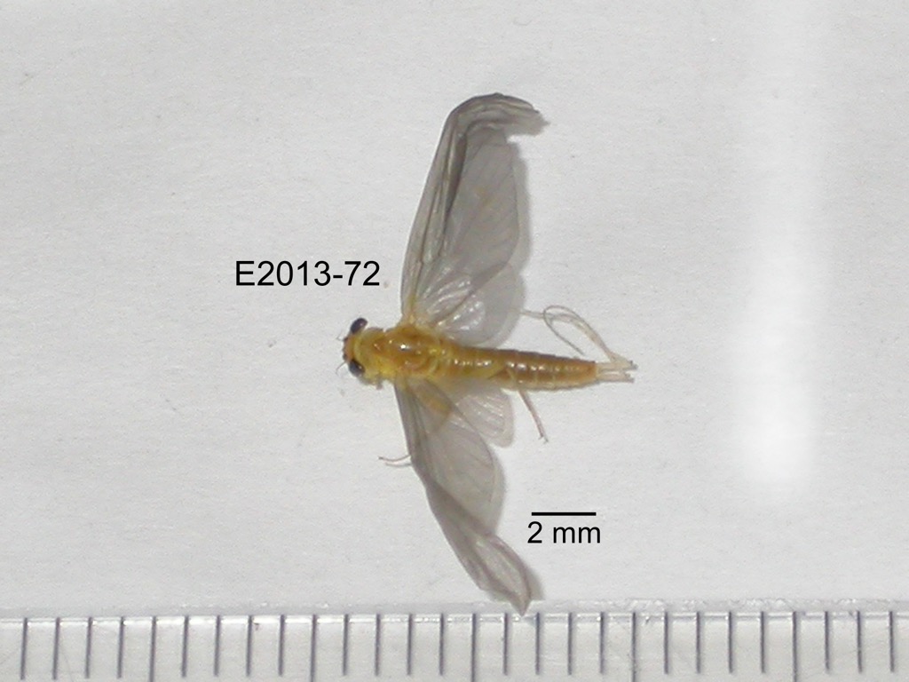 dorsal