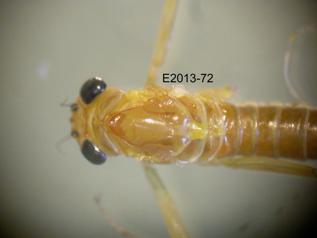 head and thorax dorsal