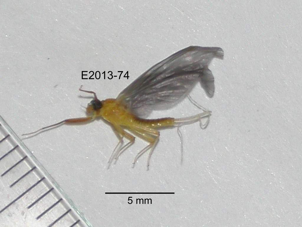 lateral