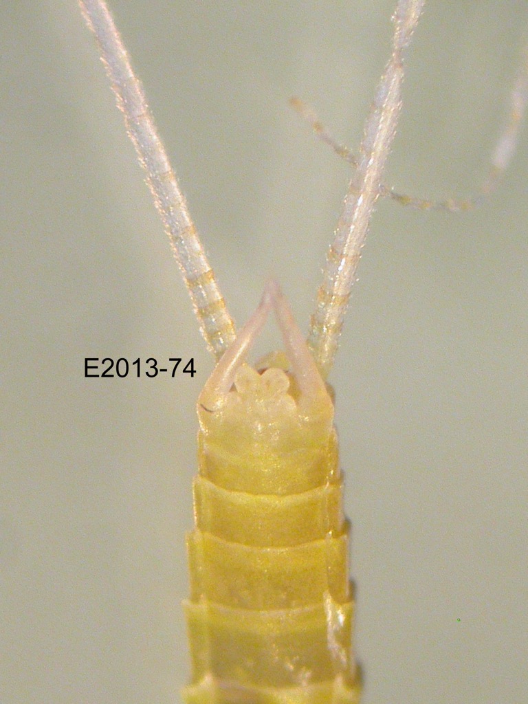 genitalia ventral