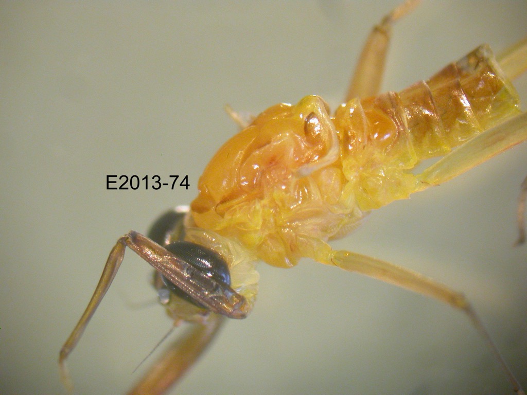 head and thorax lateral