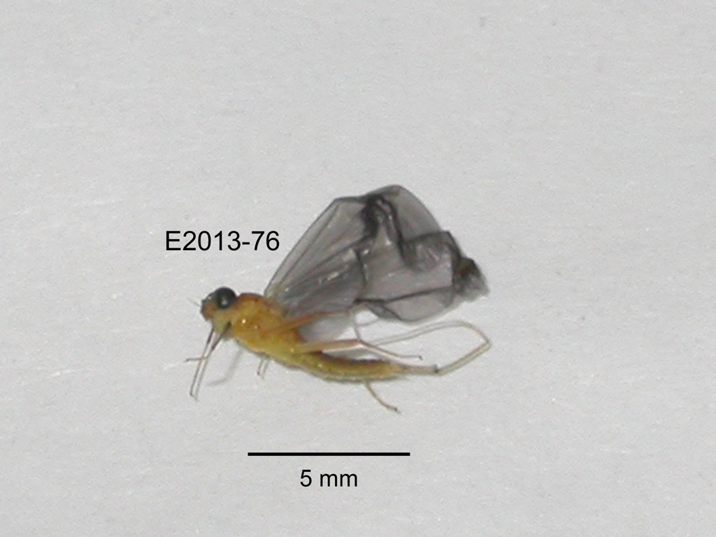 lateral
