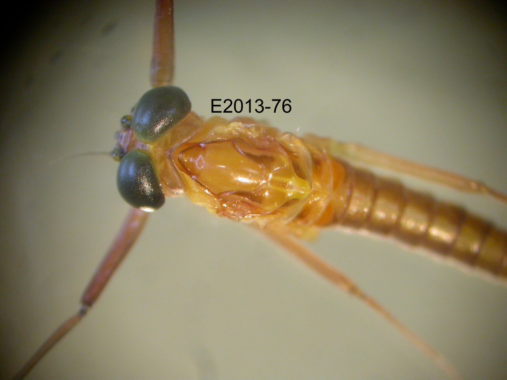 head and thorax dorsal