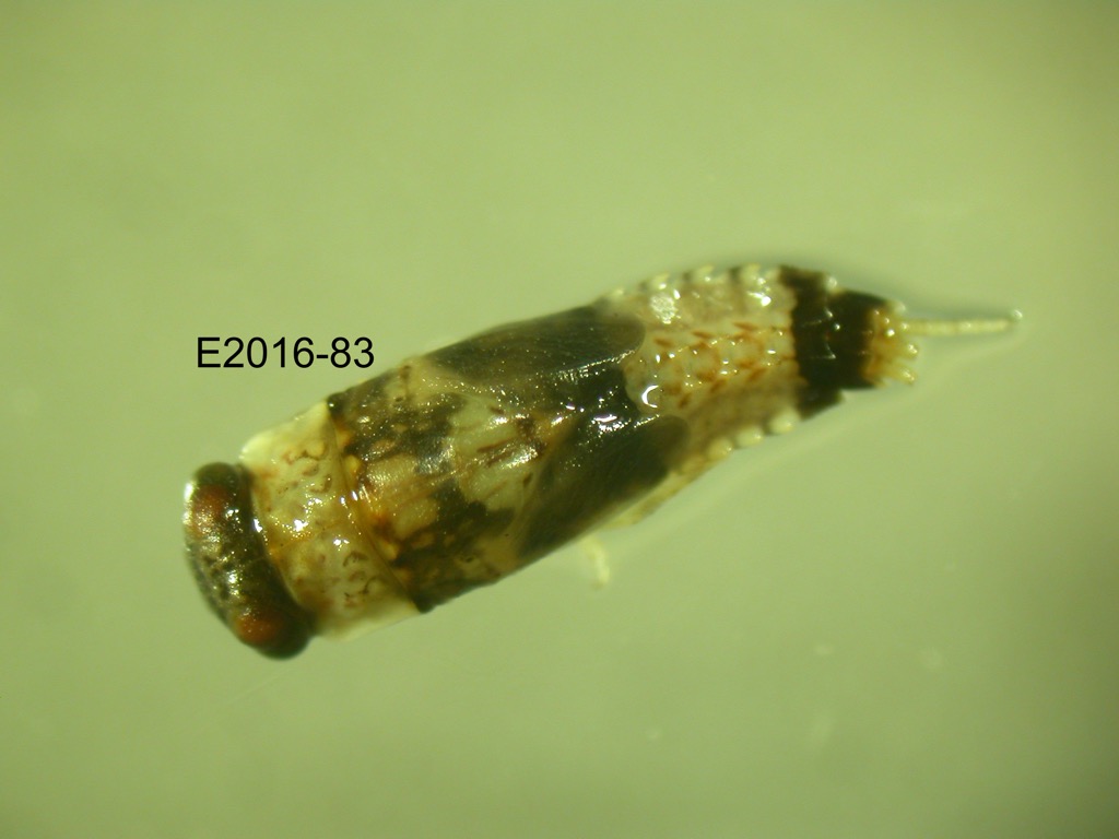 dorsal