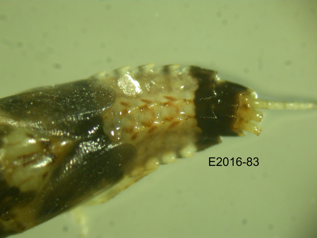 abdomen dorsal