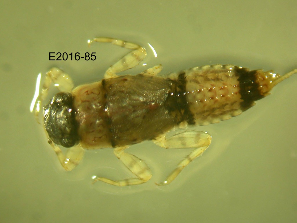 dorsal