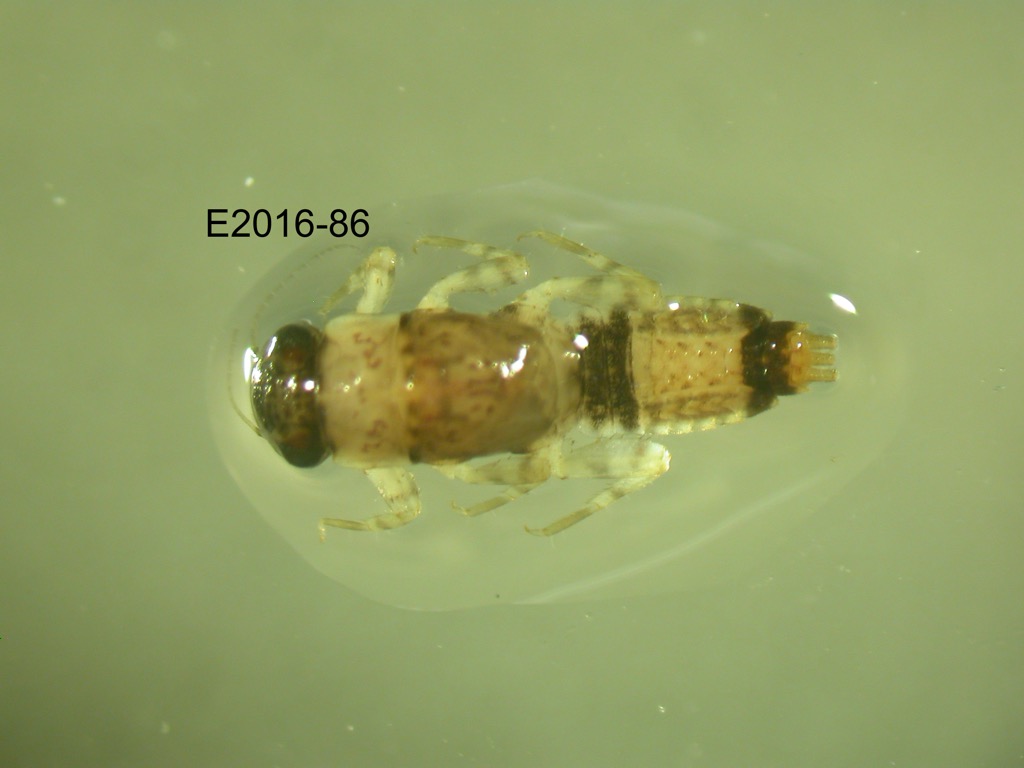 dorsal