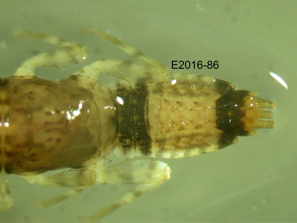 abdomen dorsal