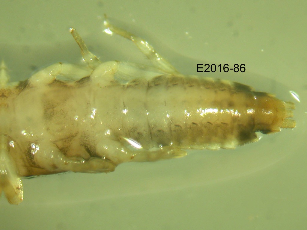 abdomen ventral