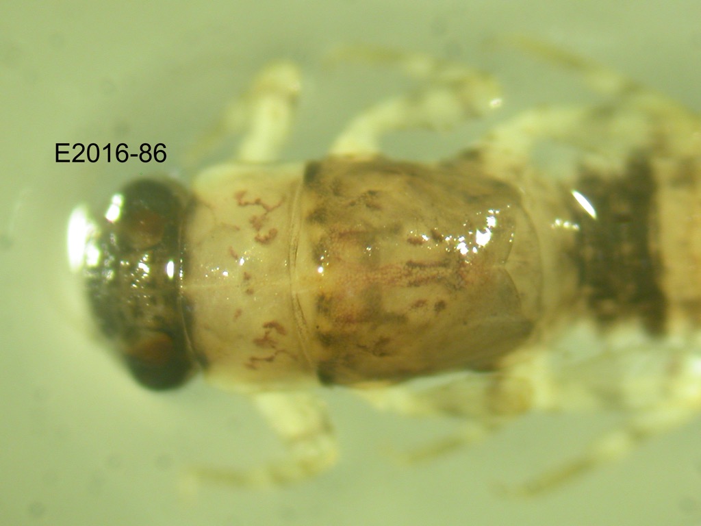head and thorax dorsal