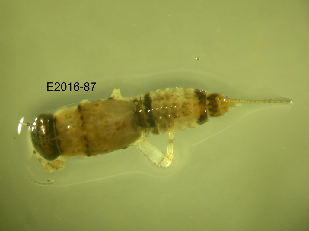 dorsal