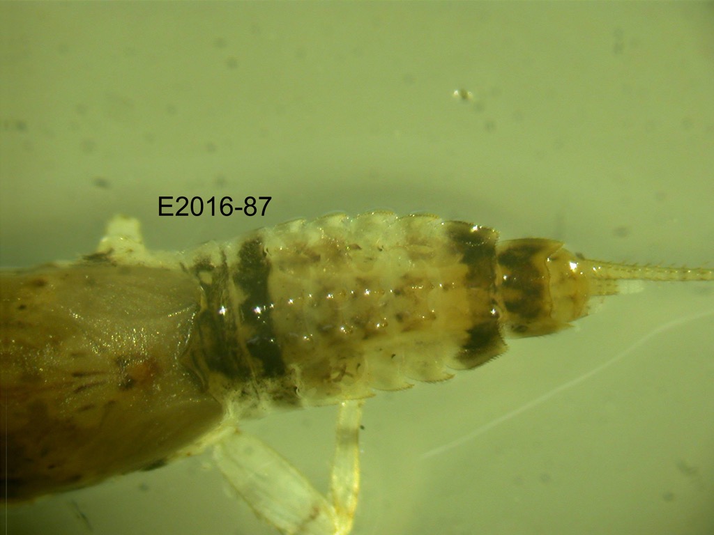 abdomen dorsal
