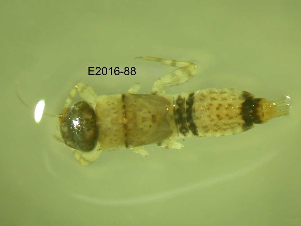 dorsal