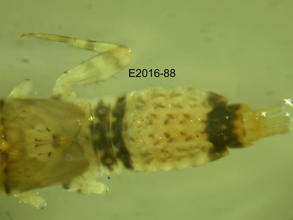abdomen dorsal