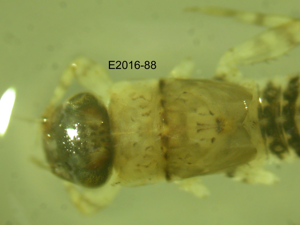 head and thorax dorsal