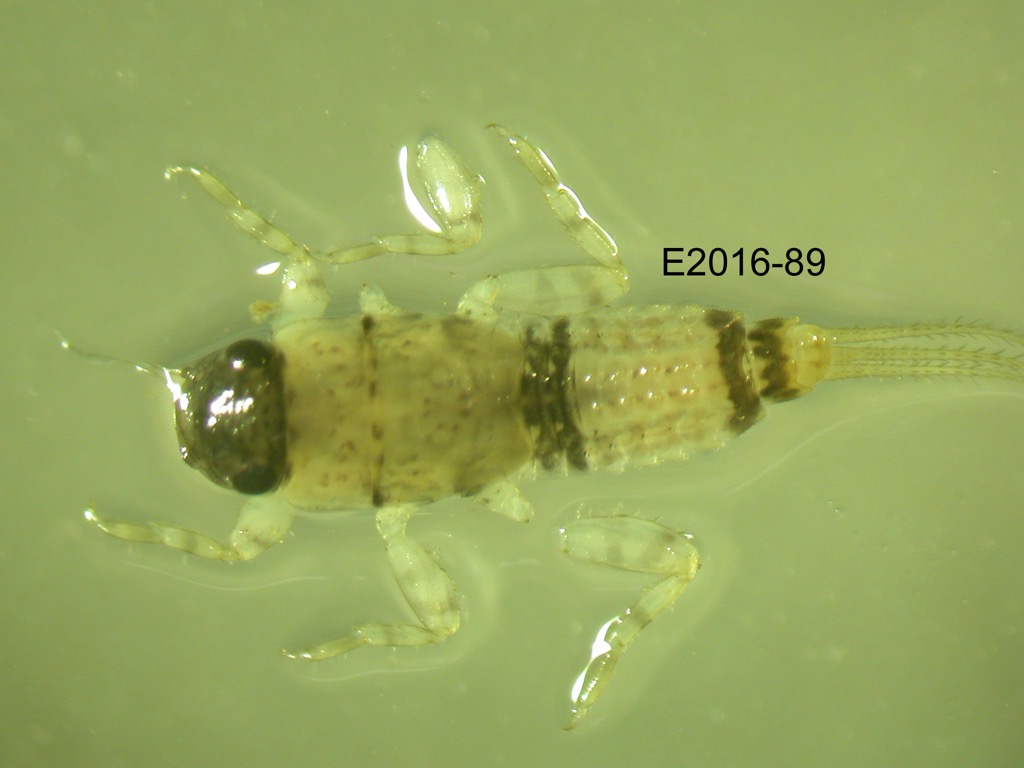dorsal