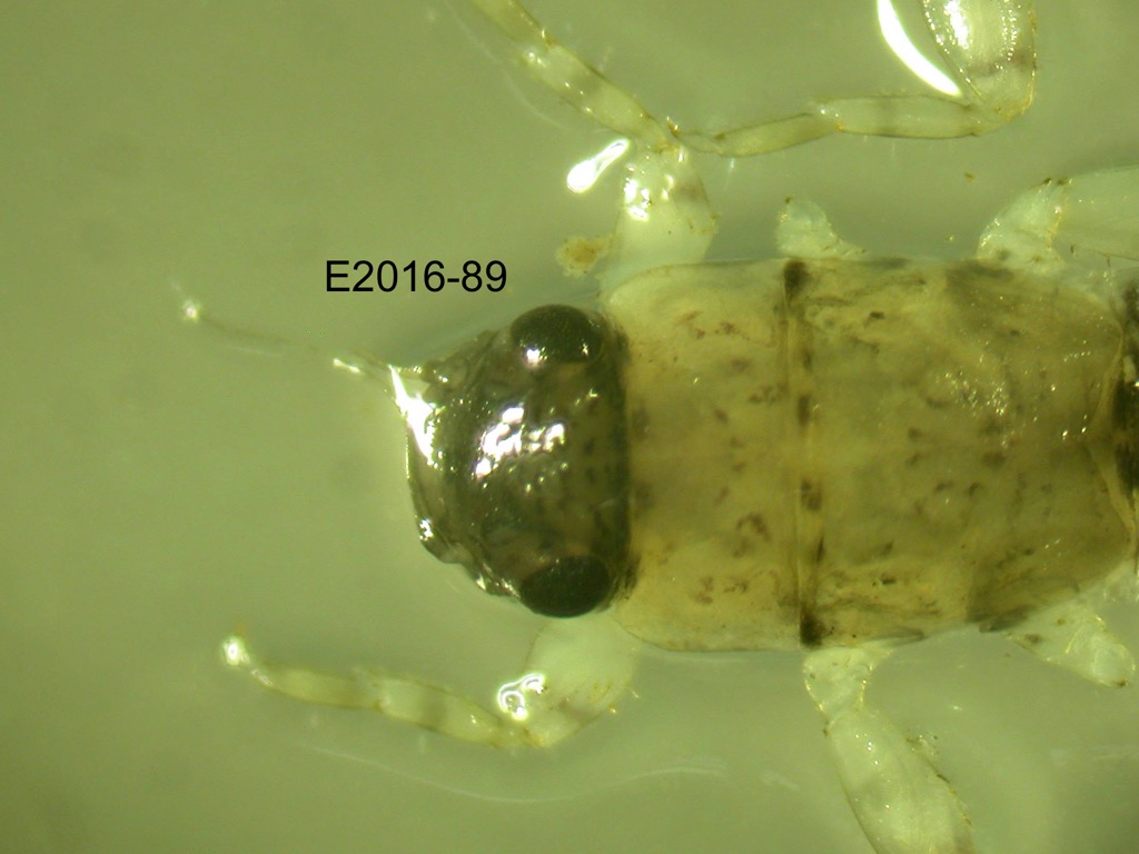 head and thorax dorsal
