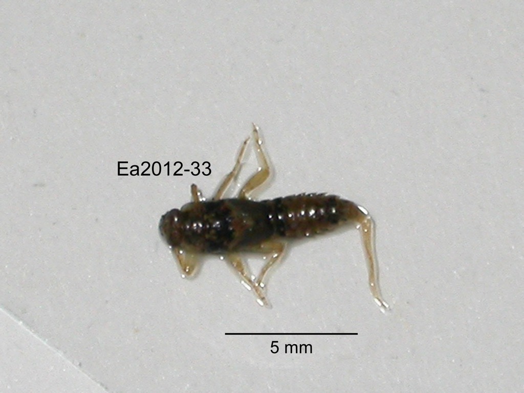 dorsal