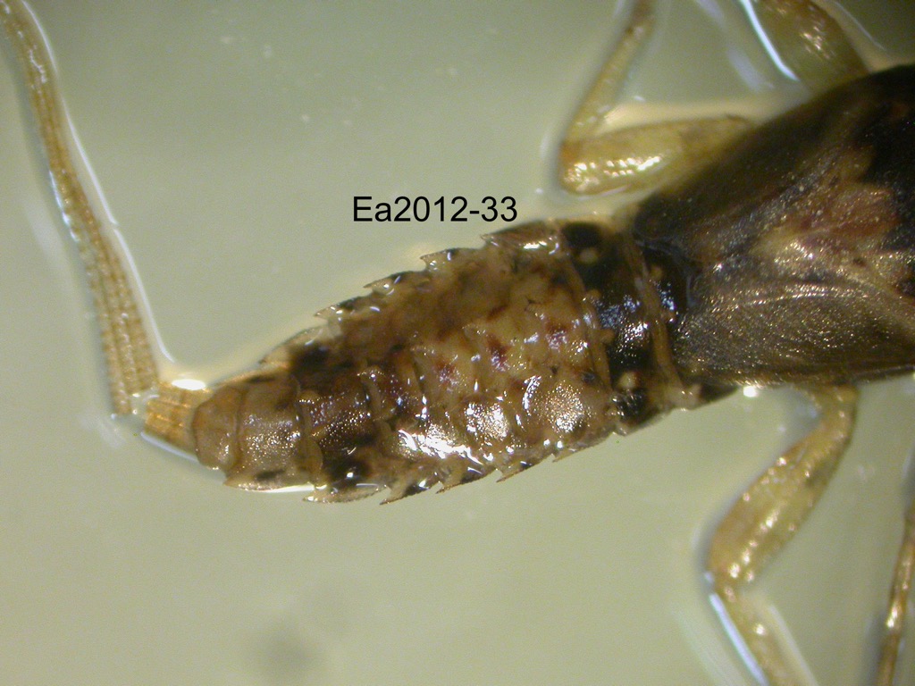 abdomen dorsal