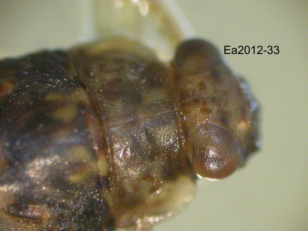 head and thorax dorsal