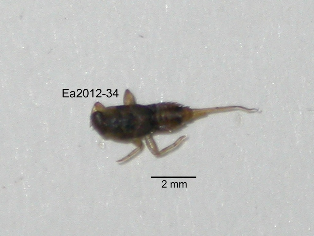 dorsal