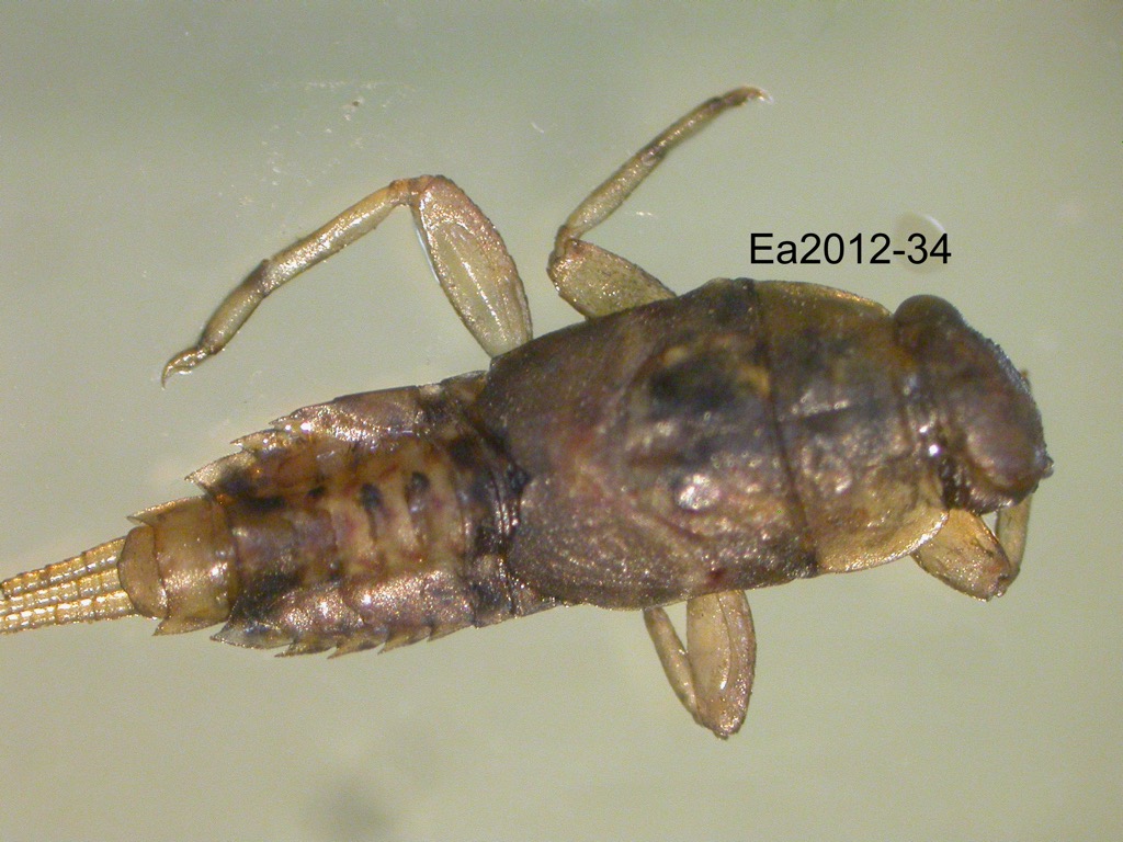 dorsal