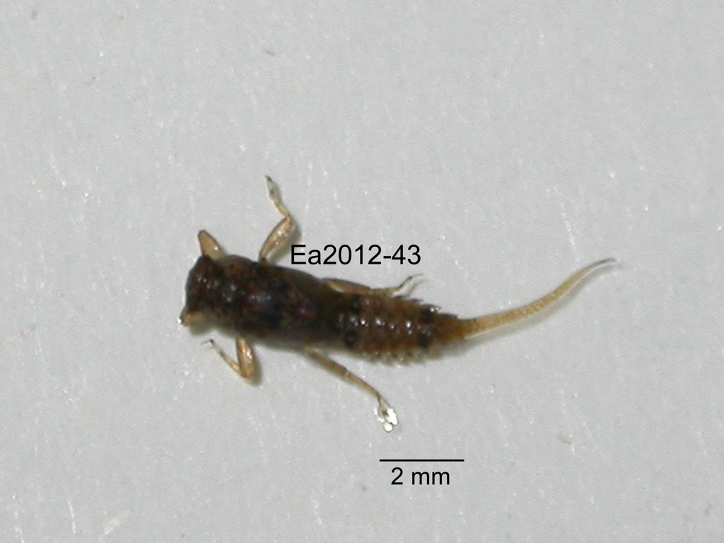 dorsal