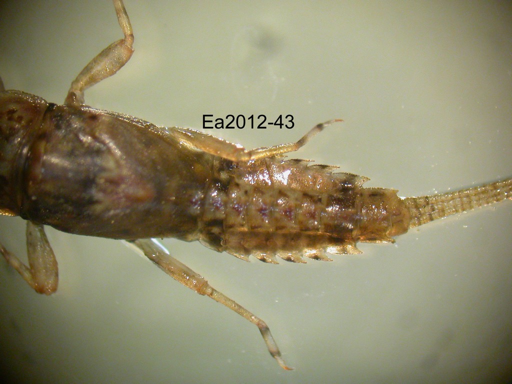 abdomen dorsal