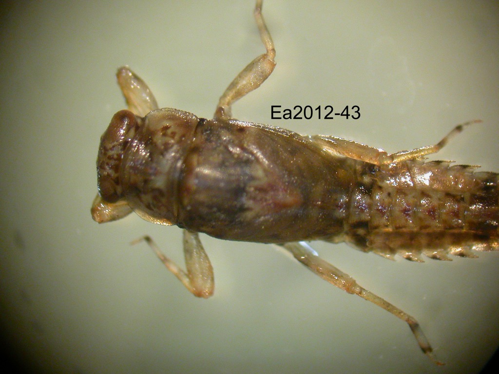 head and thorax dorsal